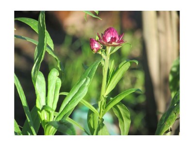Apartment Ferienwohnung Ringelblume/2 Schlafräume/Dusche, WC - Outdoor photo 9