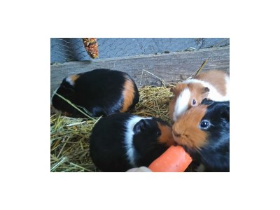 Apartment Ferienwohnung Ringelblume/2 Schlafräume/Dusche, WC - Outdoor photo 25