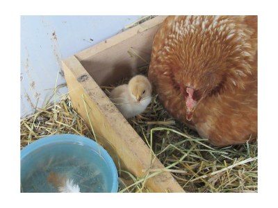 Apartment Ferienwohnung Ringelblume/2 Schlafräume/Dusche, WC - Outdoor photo 41