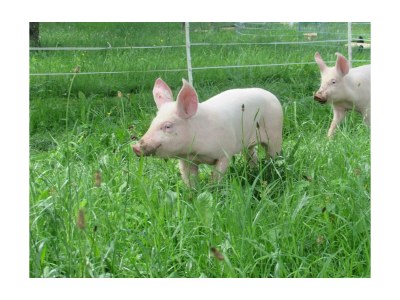 Apartment Ferienwohnung Ringelblume/2 Schlafräume/Dusche, WC - Outdoor photo 42