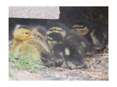 Apartment Ferienwohnung Ringelblume/2 Schlafräume/Dusche, WC - Outdoor photo 48