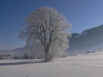 Apartment in the hotel & apartments Ilgerhof - Environment photo 33