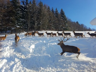 Apartment Ferienwohnung - Outdoor photo 11