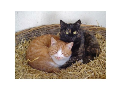 Apartment Apartement "Schmalzer Alm", 2 Schlafzi. & Terrasse - Outdoor photo 17