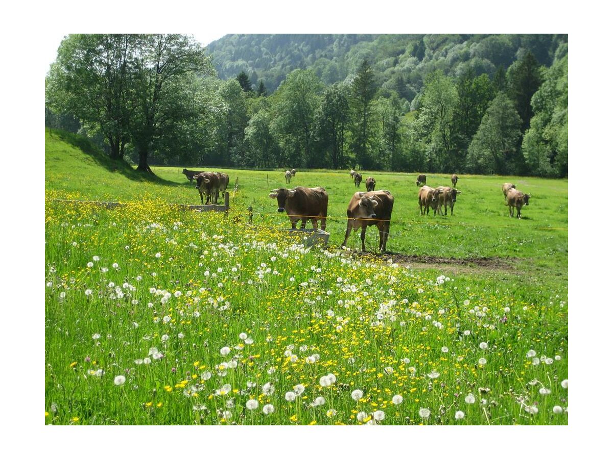 Apartment Ferienwohnung Hochgrat
