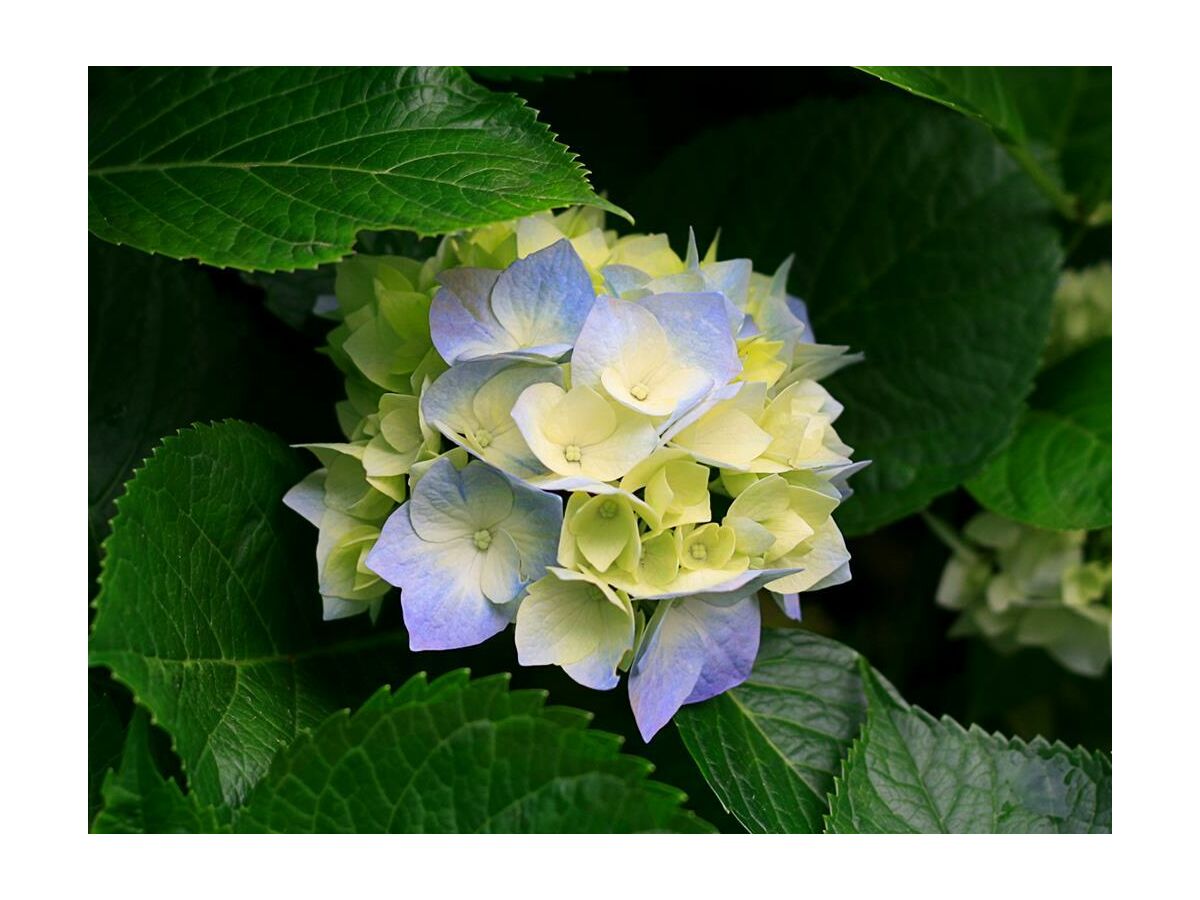 Apartment Ferienwohnung Hochgrat - Outdoor photo 2