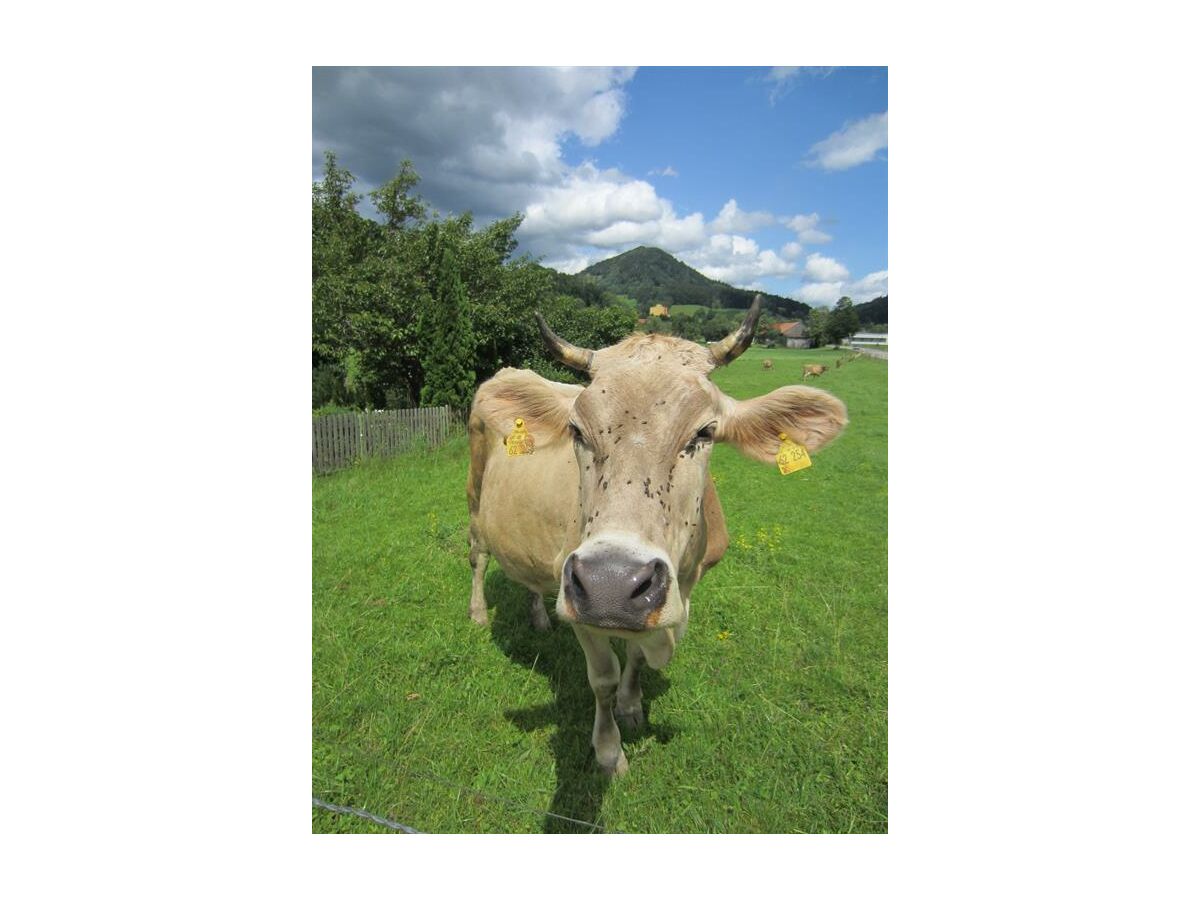 Apartment Ferienwohnung Hochgrat - Features photo 4