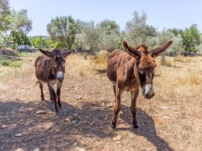 Holiday house CAN PINA - ECO REDONDA 1 - Outdoor photo 8