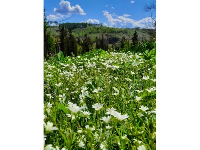 Holiday apartment Weißenborn 2 - Environment photo 27