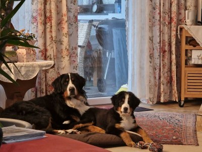 Apartment Appartement Typ V- 1 Schlafraum, Dusche, WC, - Outdoor photo 12