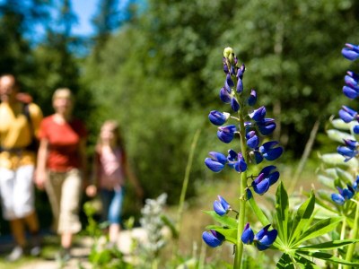 Holiday apartment Comfort Edelweiss - Environment photo 18