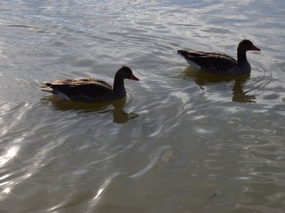 Chalet Chalet by the Lake No. 44 - Environment photo 30