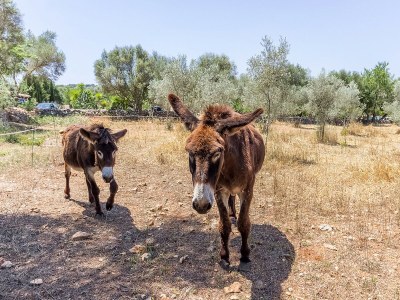 Holiday house CAN PINA - ECO REDONDA 2 - Outdoor photo 7