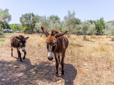 Holiday house Can Pina - Eco Pina - Outdoor photo 29