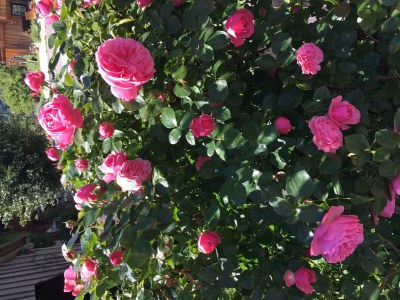 Holiday apartment Bauernhof König/Röthelstein - Features photo 18