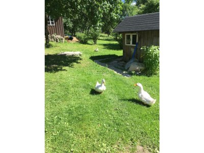 Holiday apartment Bauernhof König/Röthelstein - Environment photo 24