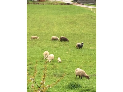 Holiday apartment Bauernhof König/Röthelstein - Environment photo 25