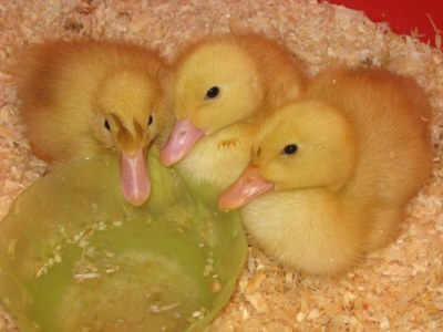 Holiday apartment Bauernhof König/Röthelstein - Environment photo 27