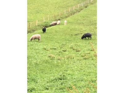 Holiday apartment Bauernhof König/ Loser - Environment photo 27