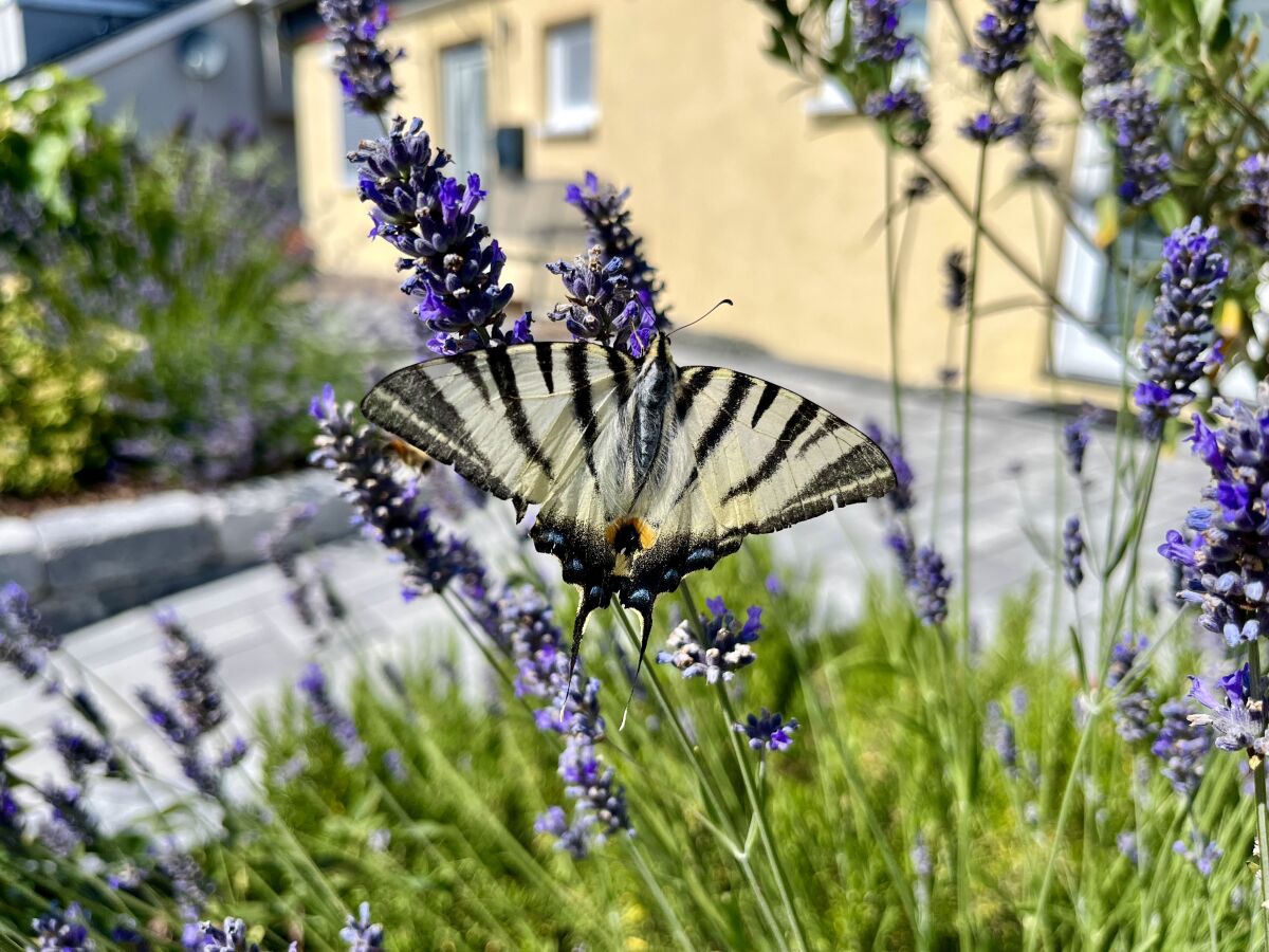 Holiday house S&R Chillhaus - Outdoor photo 5