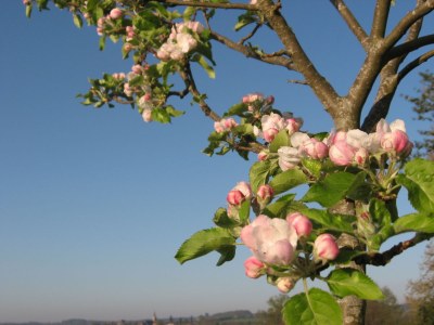 Holiday house Les Fouines - 16th century Cider Farm Cottage - Environment photo 16