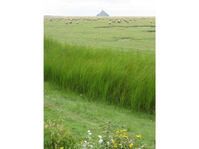 Holiday house Les Fouines - 16th century Cider Farm Cottage - Environment photo 18