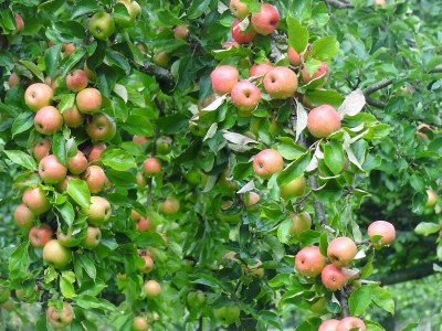 Holiday house Les Fouines - 16th century Cider Farm Cottage - Environment photo 19