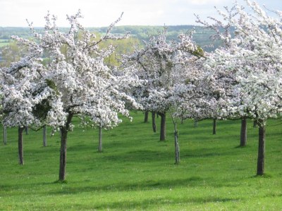 Holiday house Les Fouines - 16th century Cider Farm Cottage - Environment photo 21