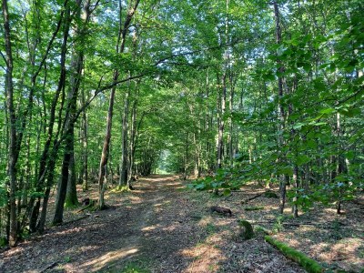 Holiday house Tinyhouse Pfalz - Environment photo 38