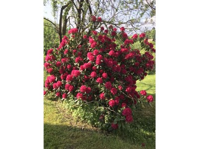 Holiday apartment Magnolia - Outdoor photo 6