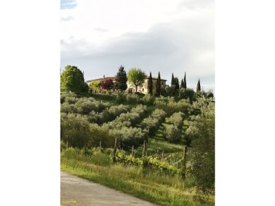 Holiday apartment "Platane" im Bio-Weingut - Outdoor photo 5