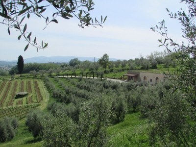 Holiday apartment "Platane" im Bio-Weingut - Environment photo 15