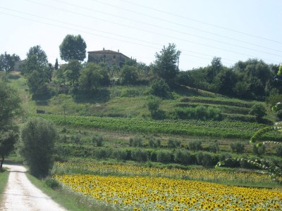 Holiday apartment "Platane" im Bio-Weingut - Environment photo 20