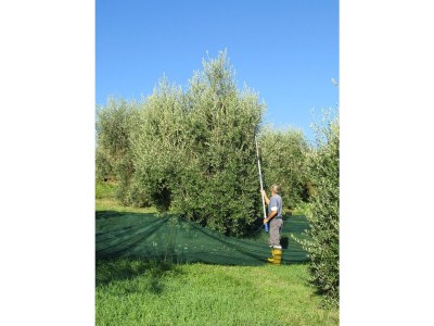 Holiday apartment "Platane" im Bio-Weingut - Environment photo 25