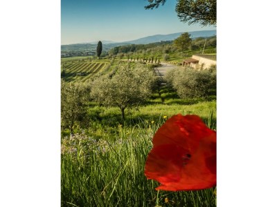 Holiday apartment "Platane" im Bio-Weingut - Environment photo 26