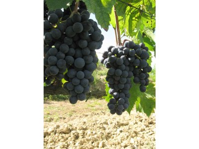 Holiday apartment "Platane" im Bio-Weingut - Document photo 29