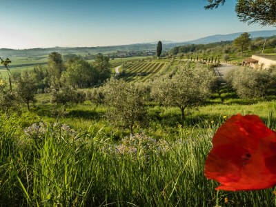 Holiday apartment "Platane" im Bio-Weingut - Document photo 30