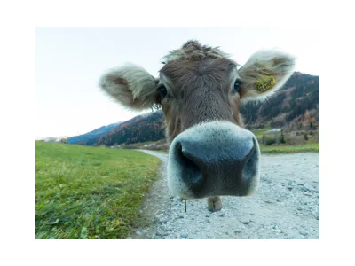 Holiday room Familienzimmer TYP 2, DU, WC, Balkon ab 4 N. HP - Outdoor photo 42