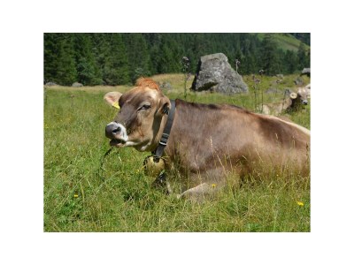 Holiday room Doppelzimmer Basic, ab 4 Nächte HP - Outdoor photo 43