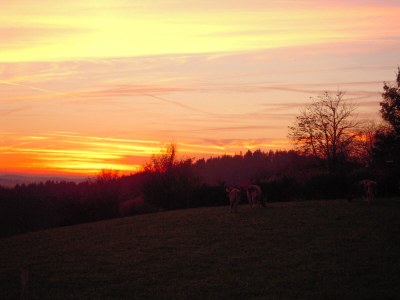 Holiday apartment Birke - Outdoor photo 9