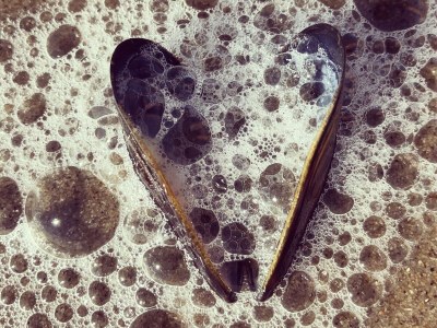 Villa Zeevonk - Environment photo 18