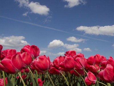 Villa Zeevonk - Environment photo 21