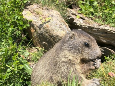 Apartment 6-Bettwohnung Allalin - Outdoor photo 13