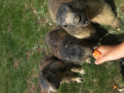 Apartment 2-Bettwohnung Täschhorn - Outdoor photo 14