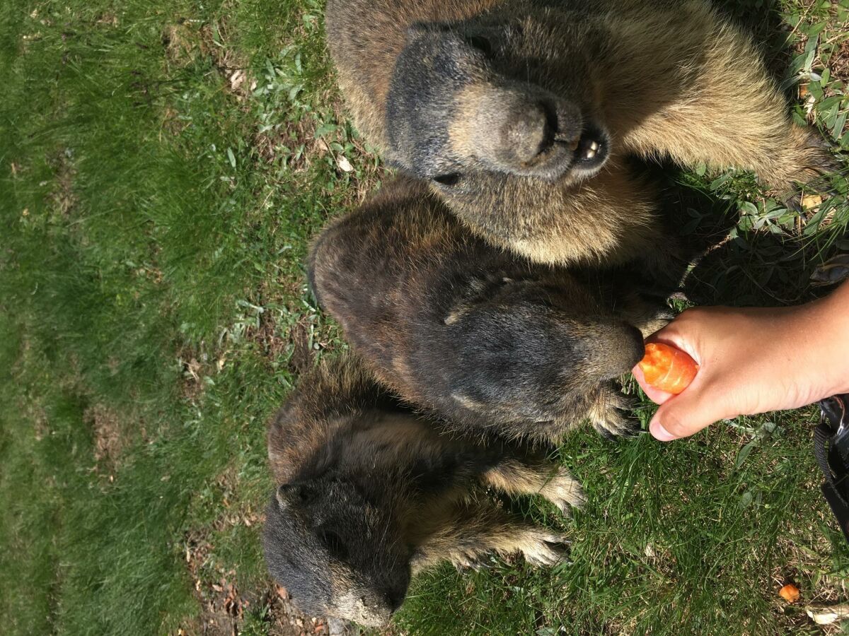 Apartment 4-Bettwohnung Südlenz