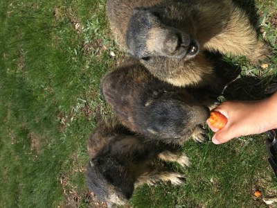 Apartment 4-Bettwohnung Strahlhorn in Saas-Fee - Apartment