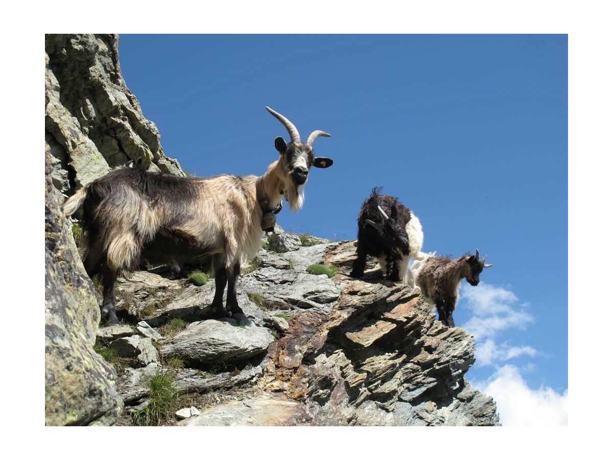 Apartment 4-Bettwohnung