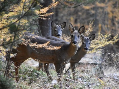 Apartment 2-Bettwohnung Nr. 50 - Outdoor photo 28