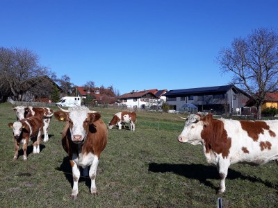 Holiday house Schleichhof Ammersee - Environment photo 32