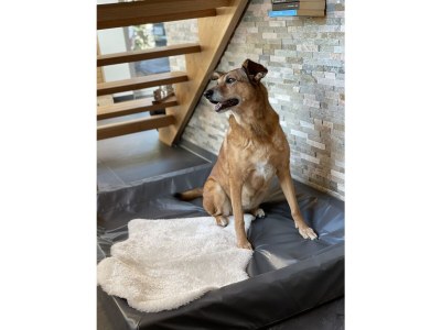 Holiday house Chalet Freiwild by Vulkaneifel-Chalets - Features photo 29